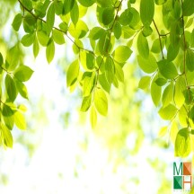 Tranh dán tường Hàn Quốc 3d khổ lớn tại Hà Nội NA - 081